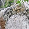 Sleepy_Leopard profile image