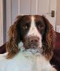 Spanielmadlady profile image