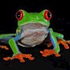 treefrog12 profile image