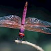 PinkDragonfly profile image
