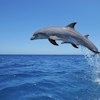 Dolphin25 profile image