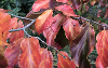 Parrotia profile image