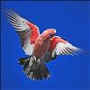 birdman74 profile image