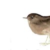 Sparrows018 profile image