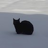 Black_Cats profile image