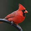 Redbird5 profile image