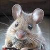 Mouse profile image