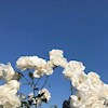 phoebelotusflower profile image
