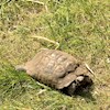 Tortoise18 profile image