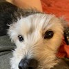 reddogger profile image