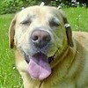 foolishdog profile image