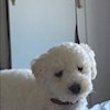 puppylove73 profile image