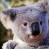 koalabear profile image
