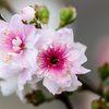 Blossom- profile image