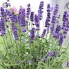 Lavender96 profile image