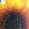 Sunflower00 profile image