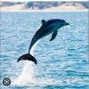 Dolphin06 profile image