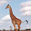 Running_Giraffe profile image