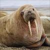 Walrus profile image