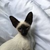 Crazy_Cat_Woman profile image
