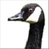 greygoose profile image