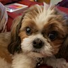 lovemydoggy profile image