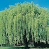 WeepingWillow1807 profile image