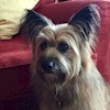 Puppy-love profile image