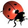 ladybird123 profile image