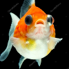 goldfishcutie profile image
