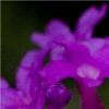 lillyflower profile image