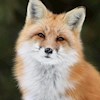 FluffyFox profile image