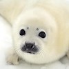 TheSeal profile image