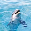dolphin5 profile image