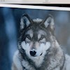 Wolf2 profile image