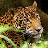Jaguar1965 profile image