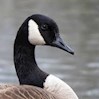 Canada-Geese profile image