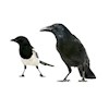 Magpies_and_Crows profile image