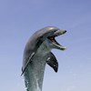 Dolphin80 profile image