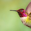 Hummingbird_girl profile image