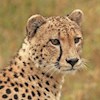 CheetahLover profile image