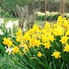 daffodil65 profile image