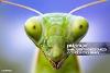 Mantid profile image