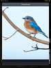 Bluebird0 profile image