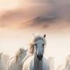whitehorse2019 profile image