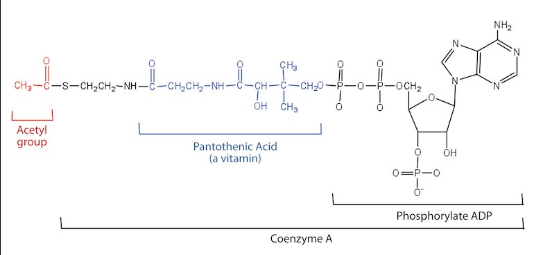 نتيجة بحث الصور عن pantothenic acid coenzyme A