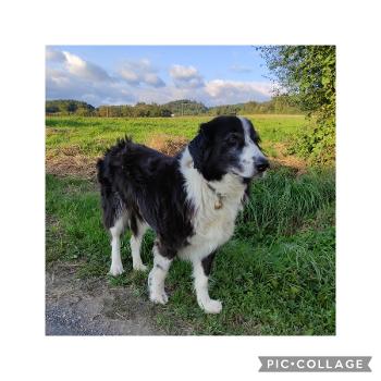 Black and white Border Collie - Bernese Mountain Dog cross in French countryside 