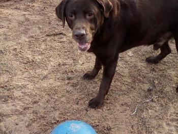 Marley at his kennels 