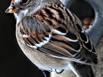 Morning Sparrow