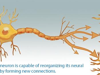 Brain neurons 